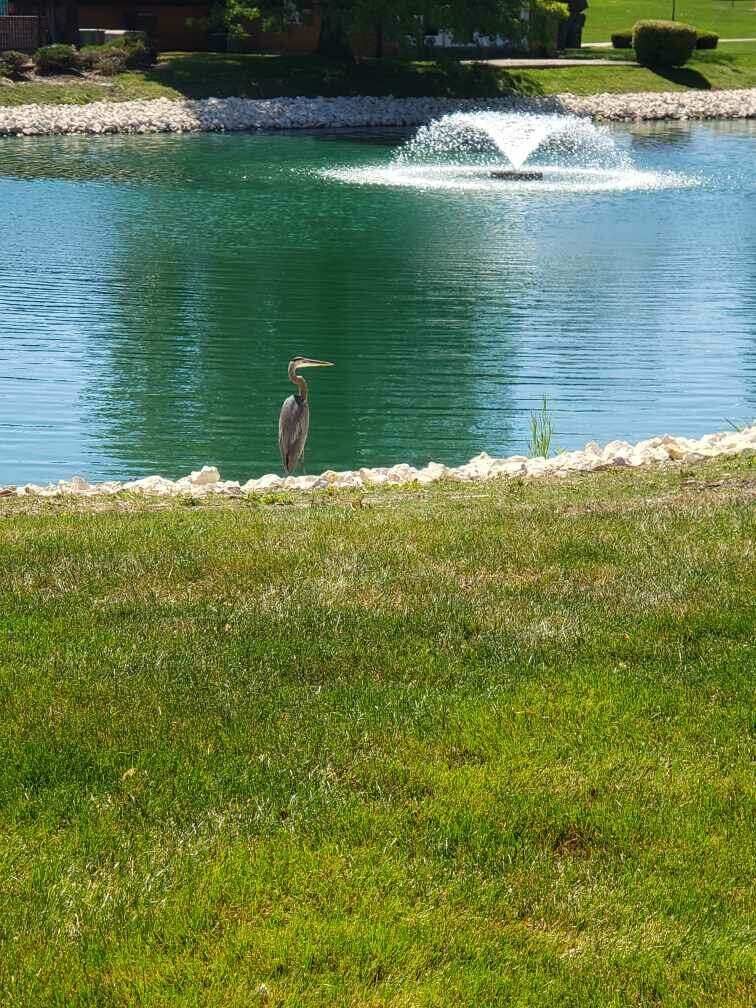 Pond Fountain & Crane